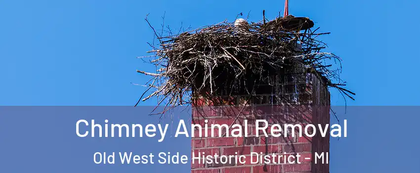 Chimney Animal Removal Old West Side Historic District - MI