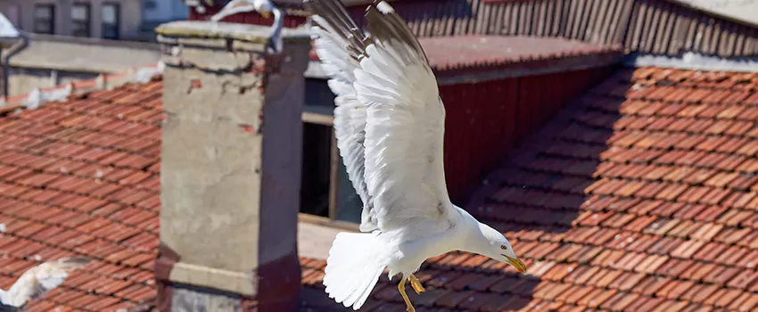 Residential Chimney Animal Removal Solution in Old West Side Historic District, MI